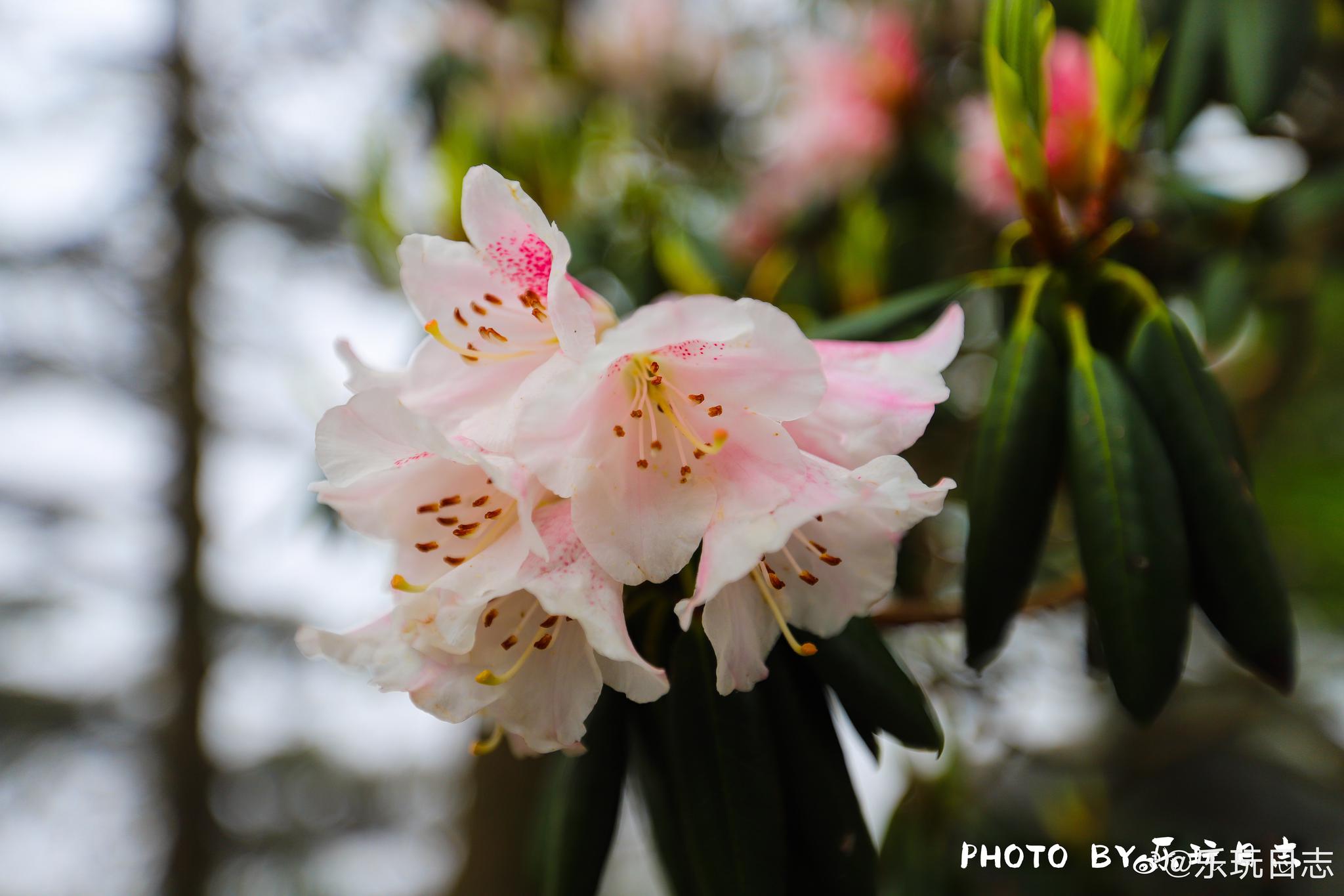 刚走出索道站,就看到大片的云锦杜鹃,淡紫,粉的,红的,雪白色