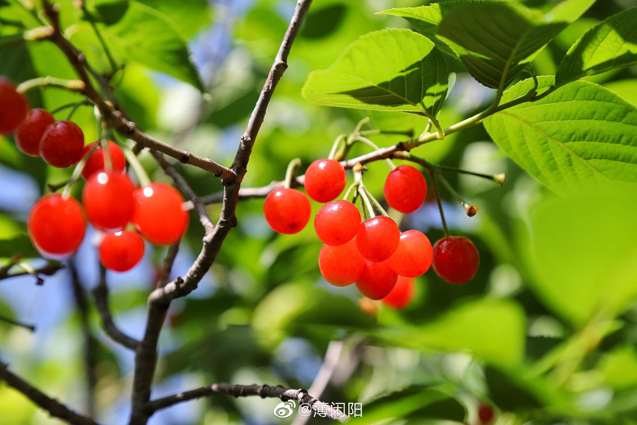 崂山北宅的樱桃大丰收今年春天青岛的雨水充沛