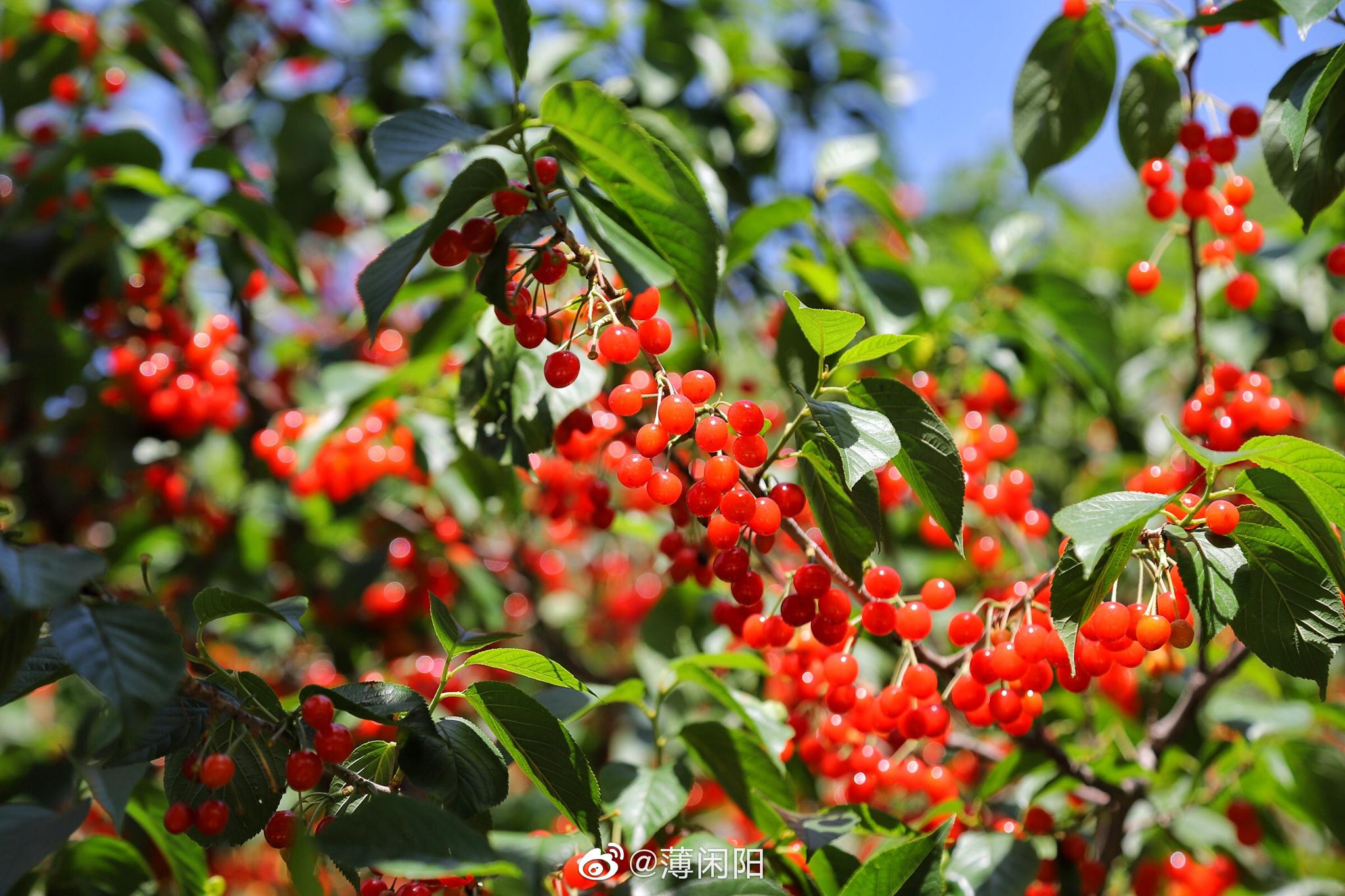 北宅的樱桃甜如蜜北宅的樱桃晶莹又剔透红樱桃缀满枝头