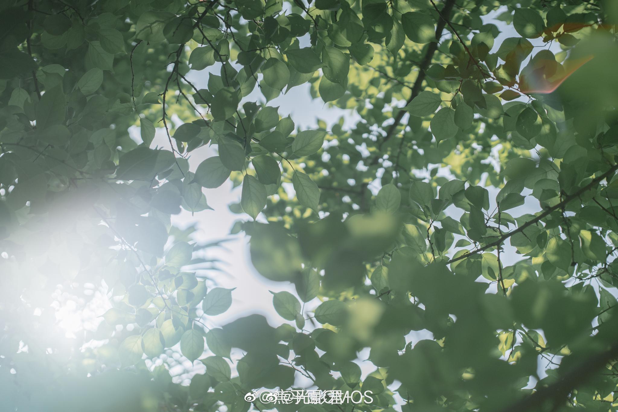 无风无晴的日子@焦平面cmos