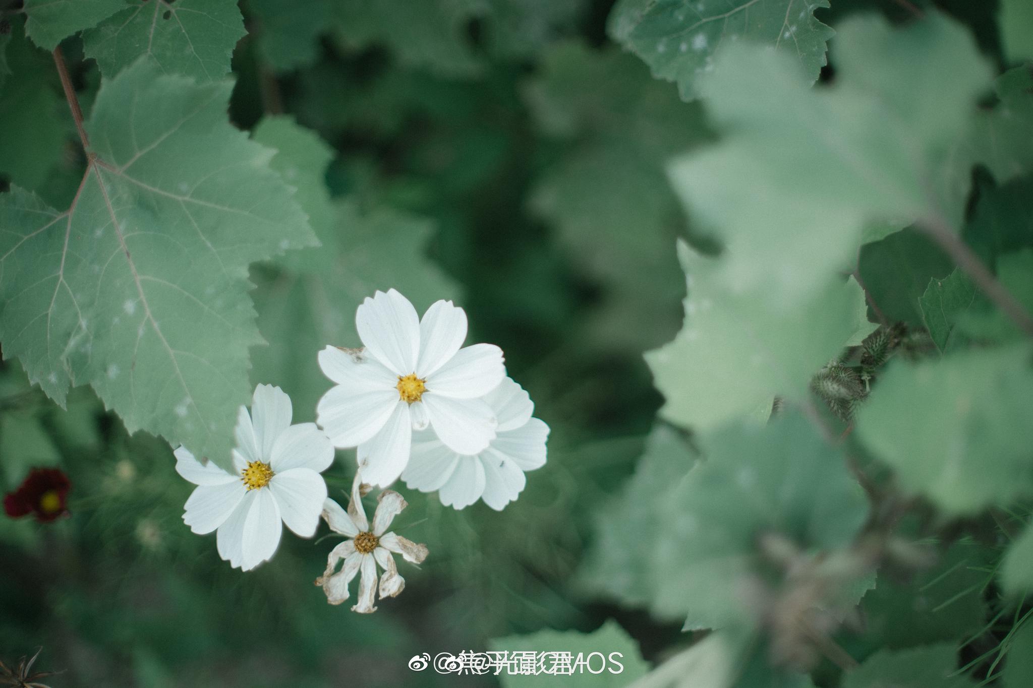 无风无晴的日子摄影:@焦平面cmos