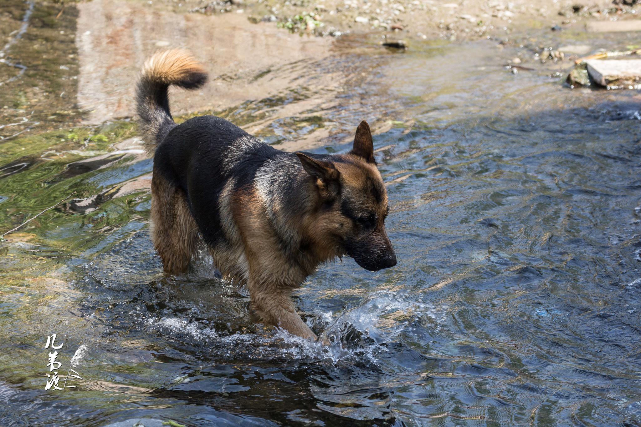 丽江束河古镇三看到一只在河边玩水的狗很可爱
