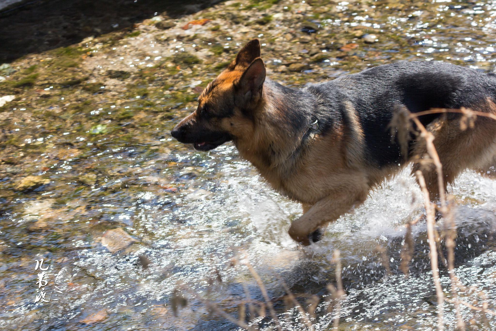 丽江束河古镇三看到一只在河边玩水的狗很可爱
