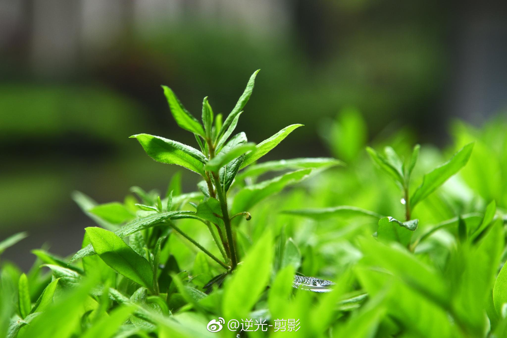 想想大自然也真奇妙春天里尽是不一样层次的绿色