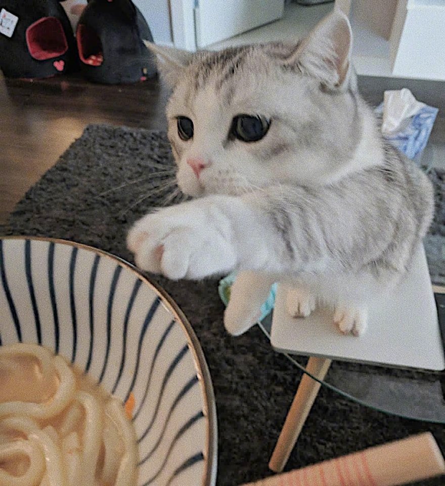 吃货猫!