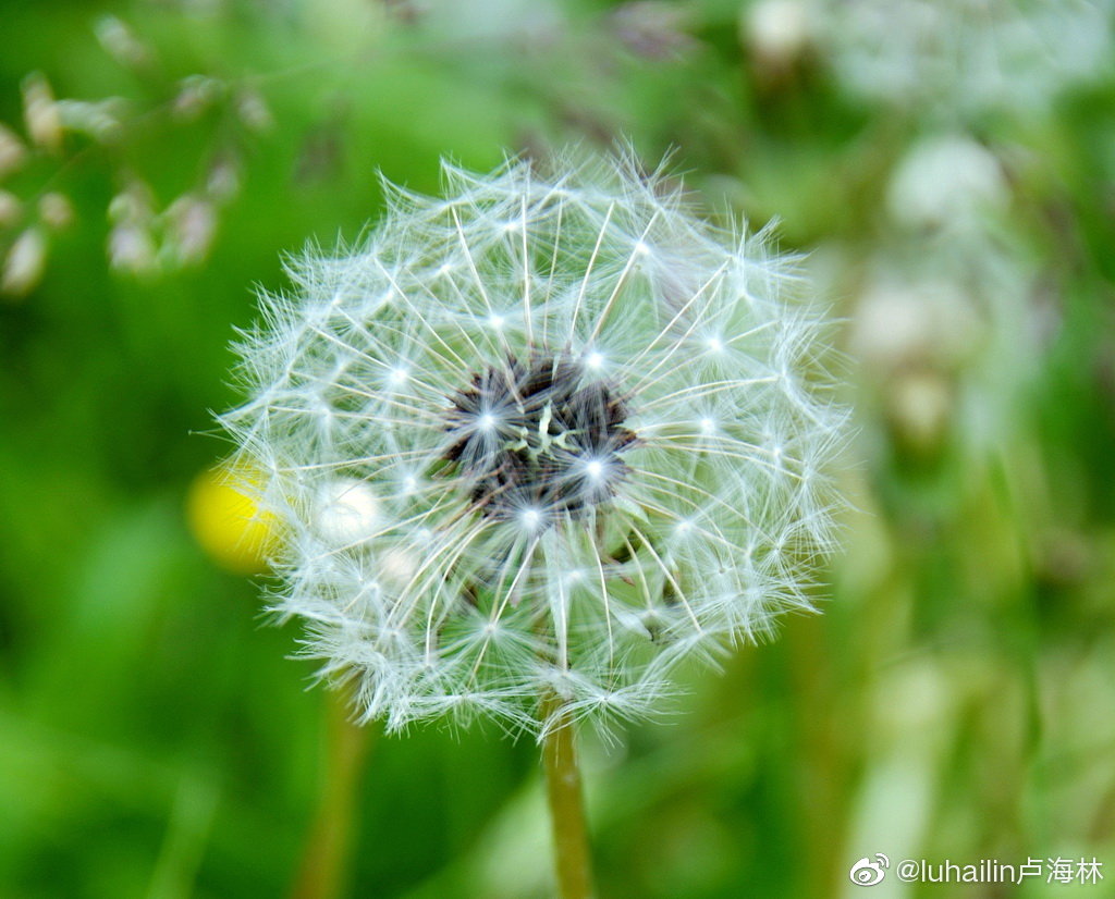 夏日 我与高原花仙子有个约会 夏日 我与高原花仙子有个约会