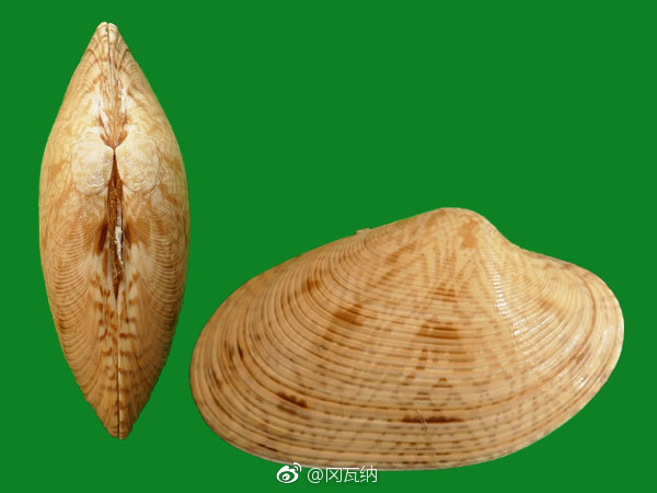 本周的拍卖又开放预览了有兴趣的可以看看找冈瓦纳贝壳