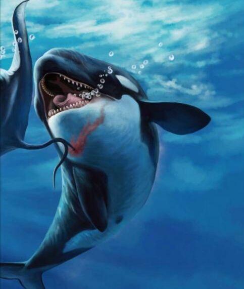 虎鲸号称杀人鲸却从来不猎杀人中间有什么奥秘