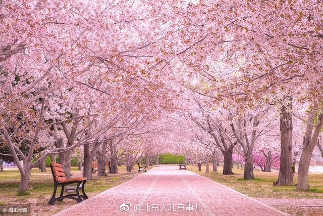 北京玉渊潭公园首次举办樱花鲁冰花卉联展粉的让人心都碎了