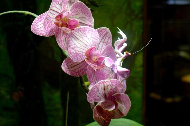 变色龙算个啥这些生物的伪装才是大师级别不信你找找一