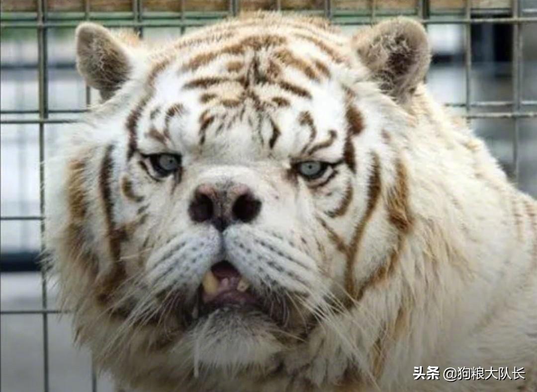 这只老虎因为得了一种叫"唐氏综合征"的怪病_高清图集_新浪网