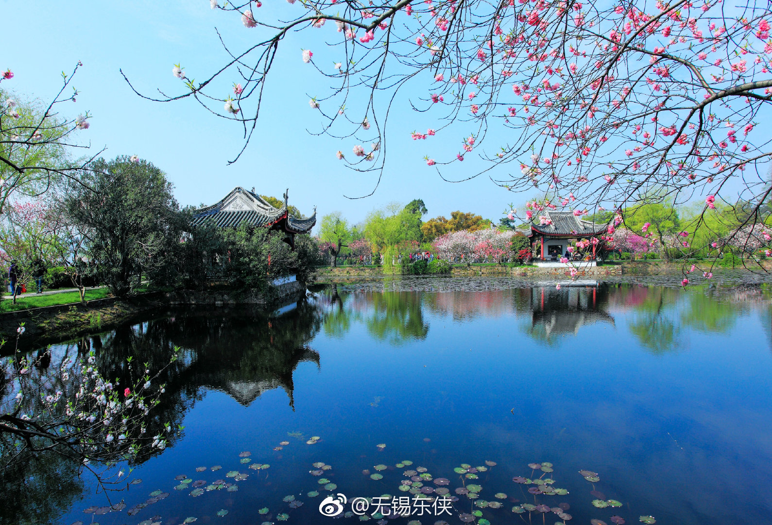 无锡蠡园三面环水走在柳堤花雨赏桃花一桃一柳桃红柳绿