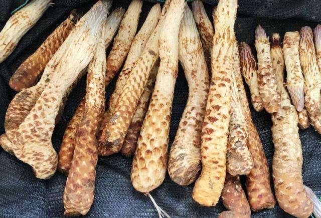 长得美产量少,这野生植物叫"沙漠人参",价值高见过的人少