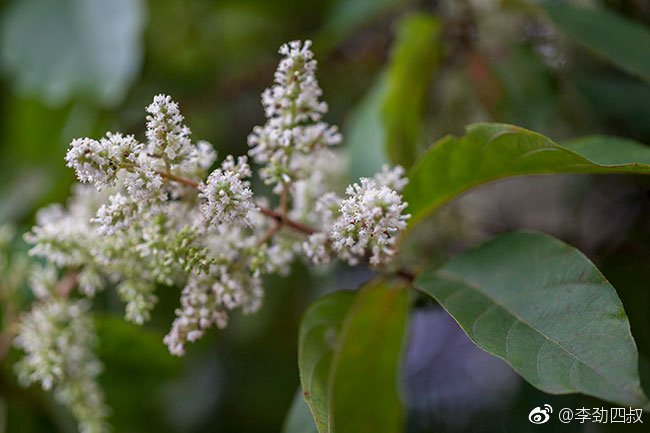 水锦树的花水锦树中药名