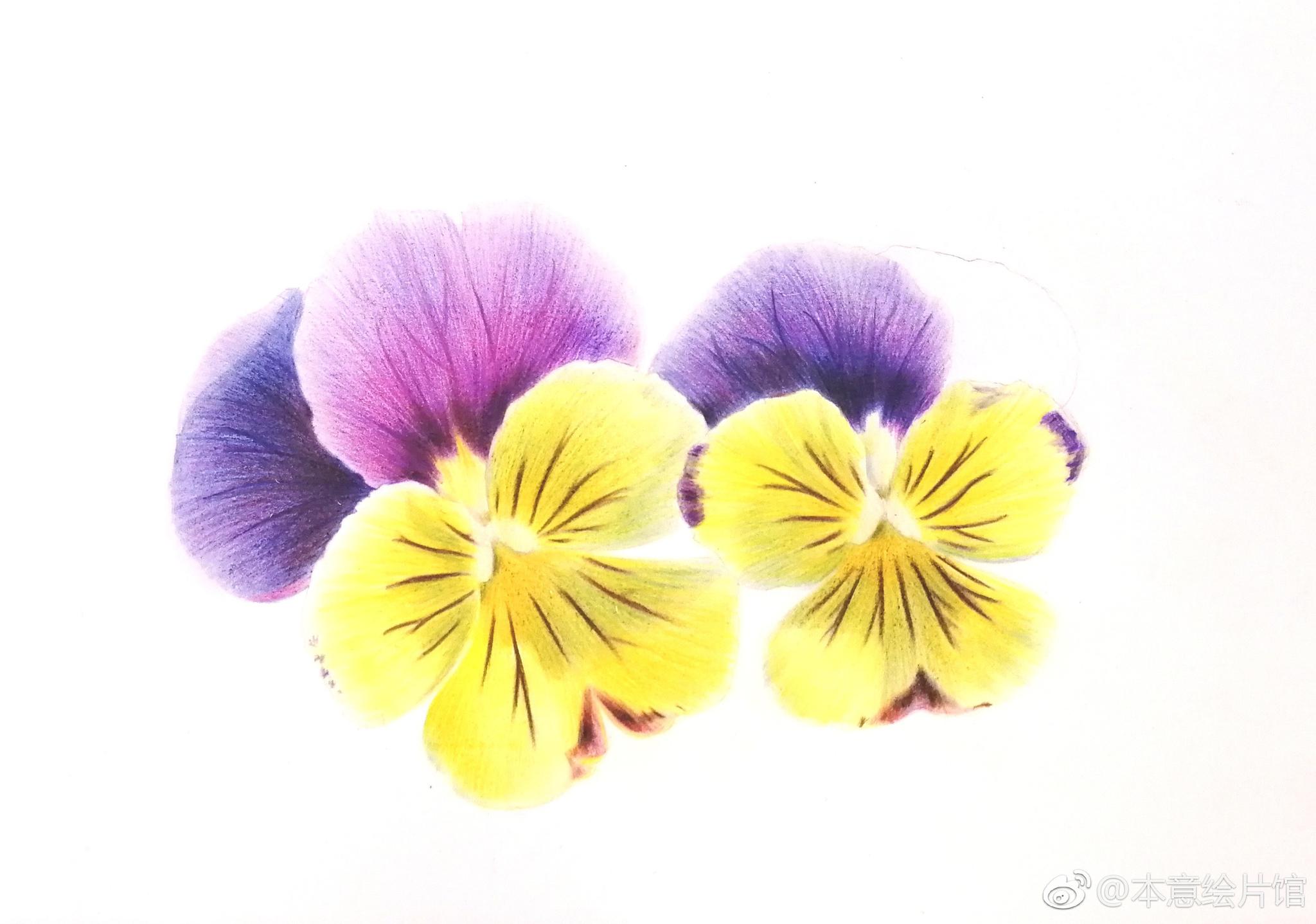 彩铅三色堇过程. | 绘画:@琳琅april