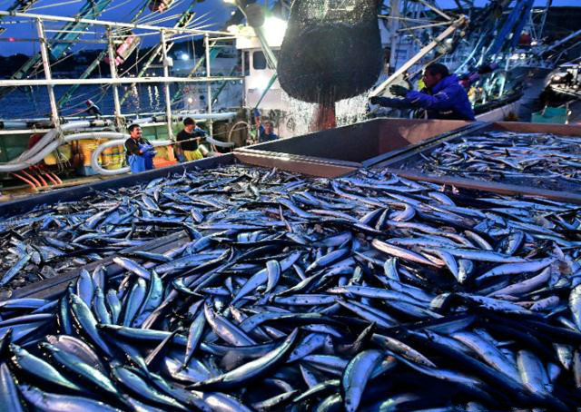 科学研究表明,洋流和全球暖化令海水温度改变,日本最大渔场