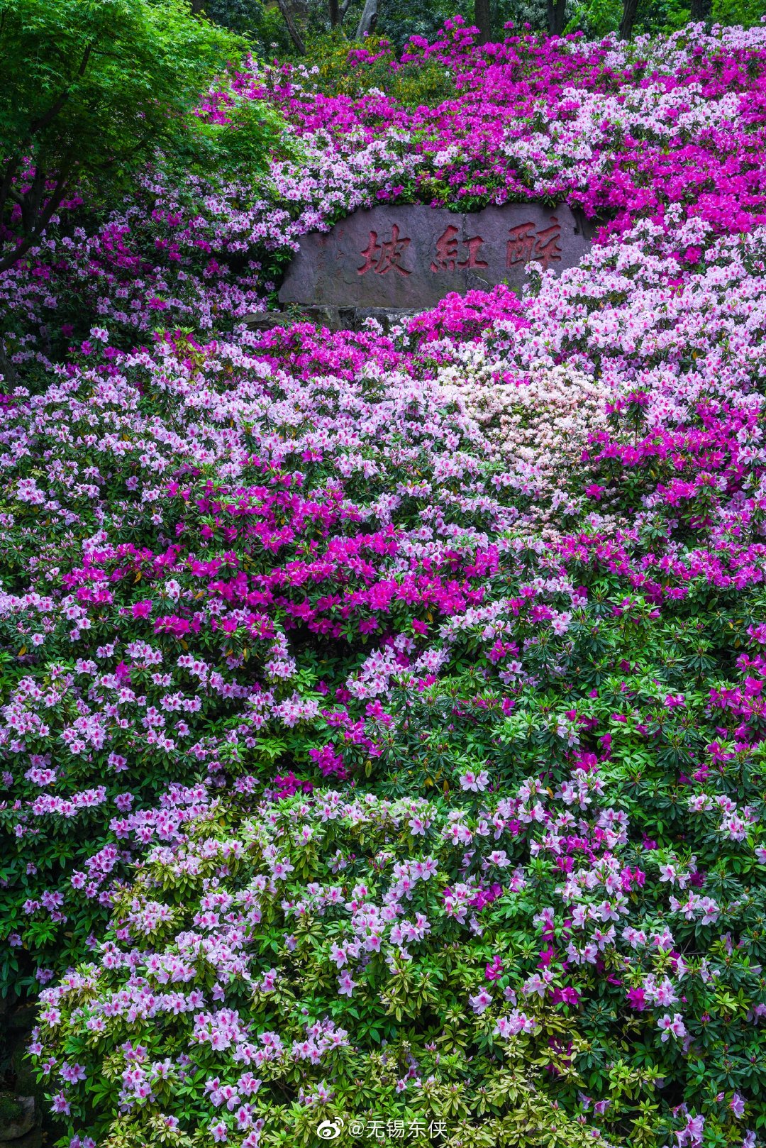 无锡惠山古镇杜鹃园一园红艳醉坡陀引无数游客竞折腰