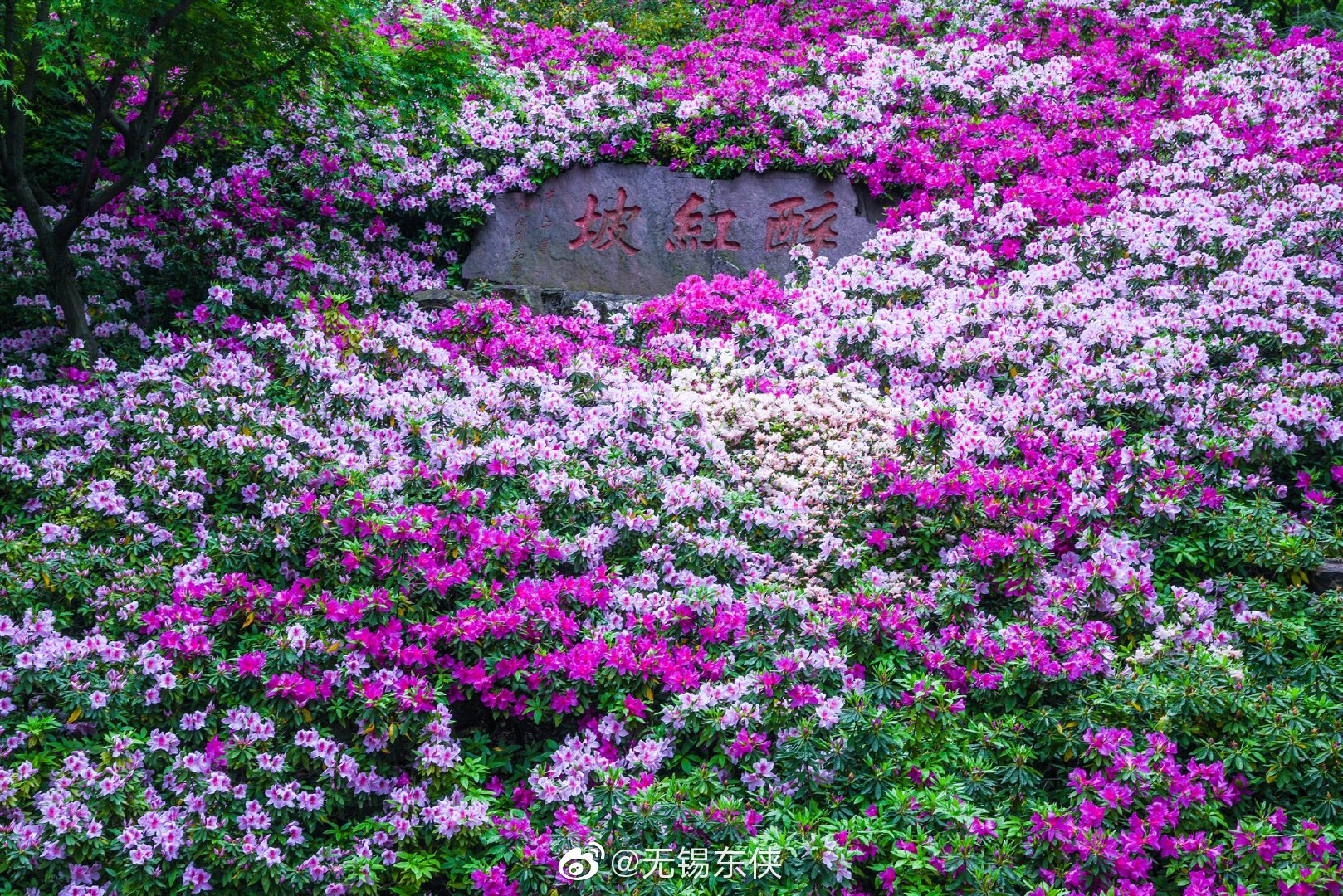 无锡惠山古镇杜鹃园一园红艳醉坡陀引无数游客竞折腰