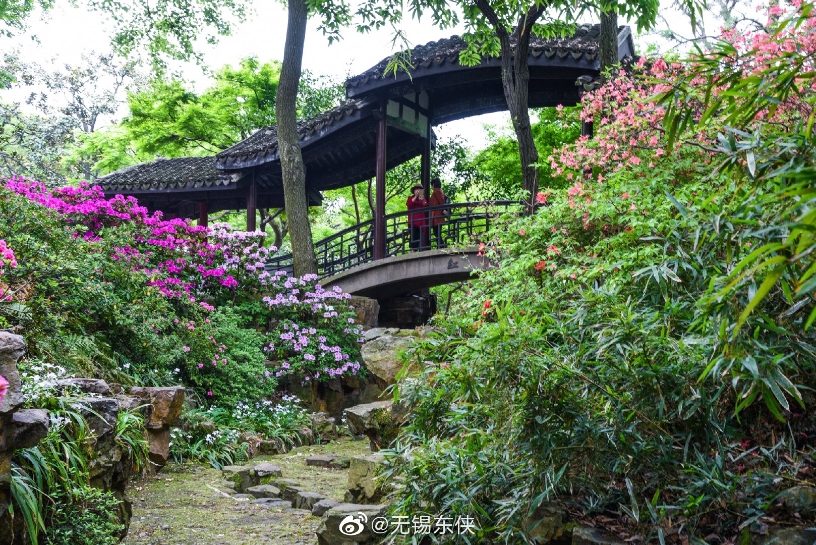 无锡惠山古镇杜鹃园中又见杜鹃花儿开春山暖日和风