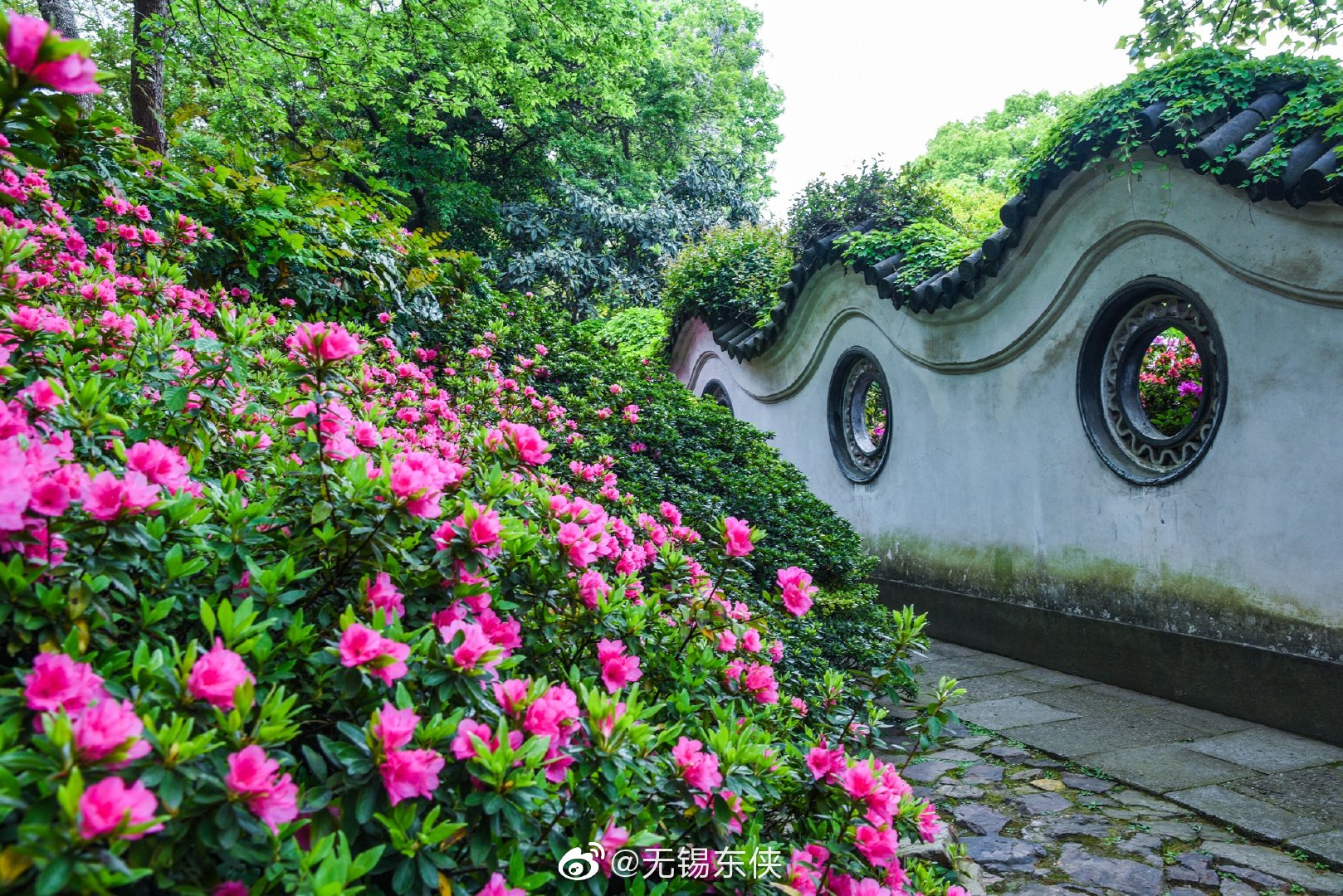 无锡惠山古镇杜鹃园中又见杜鹃花儿开春山暖日和风