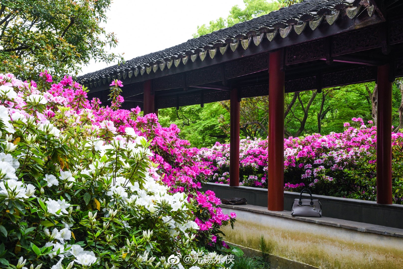 无锡惠山古镇杜鹃园中又见杜鹃花儿开春山暖日和风