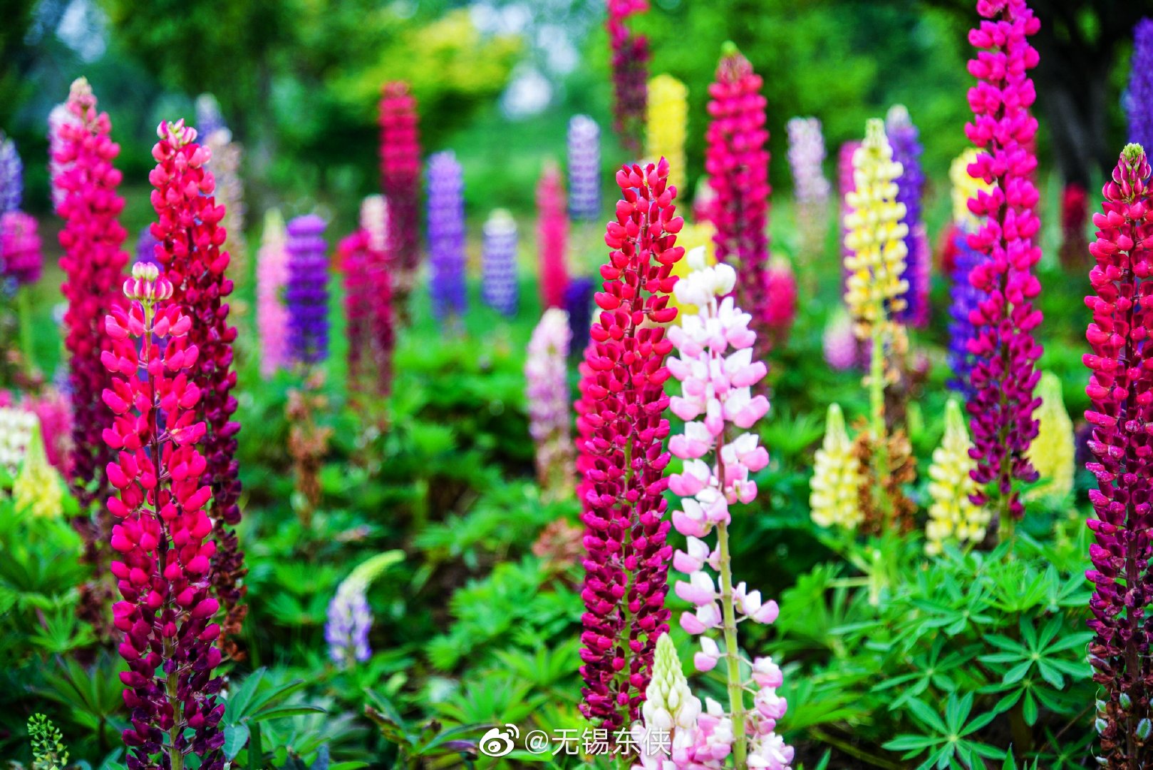 九龙湾花星球里面真正的鲁冰花是这样子的