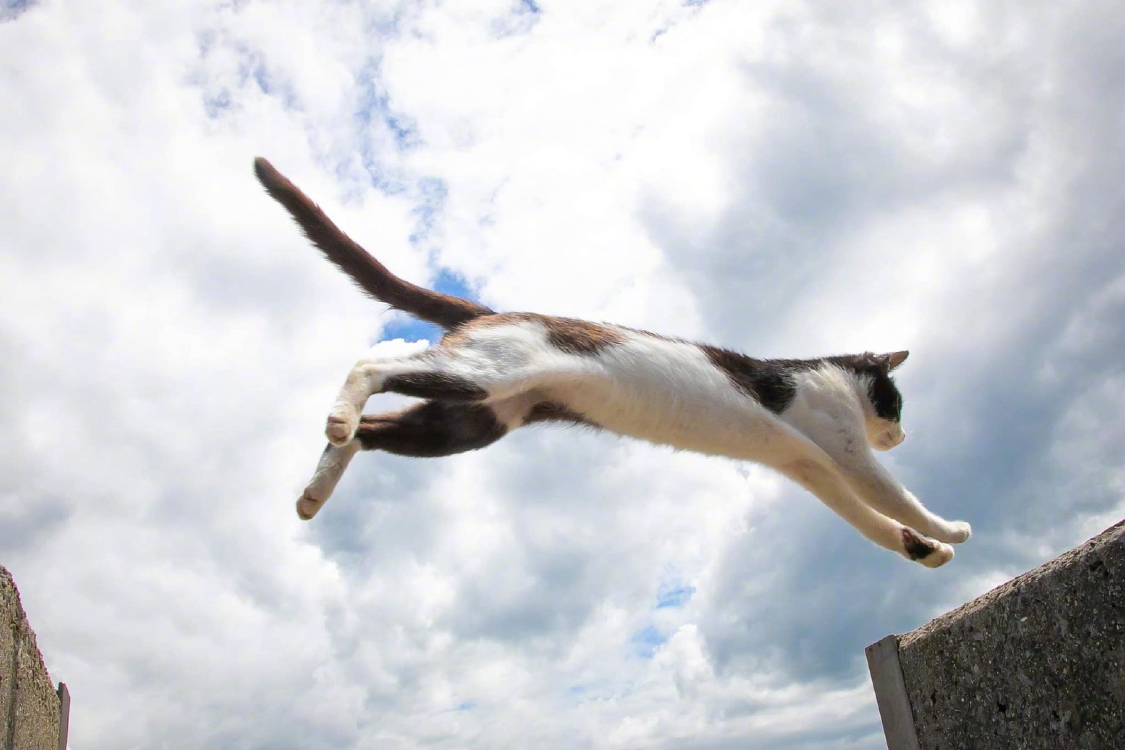 飞跃中的猫咪!by/fb/猫が好きなんだもの