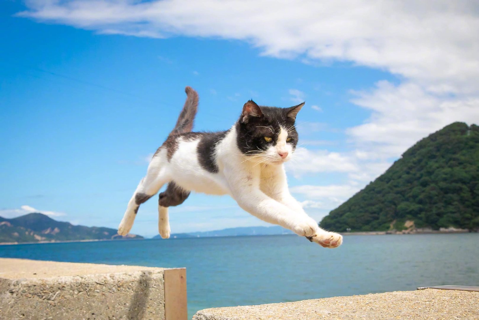 飞跃中的猫咪!by/fb/猫が好きなんだもの