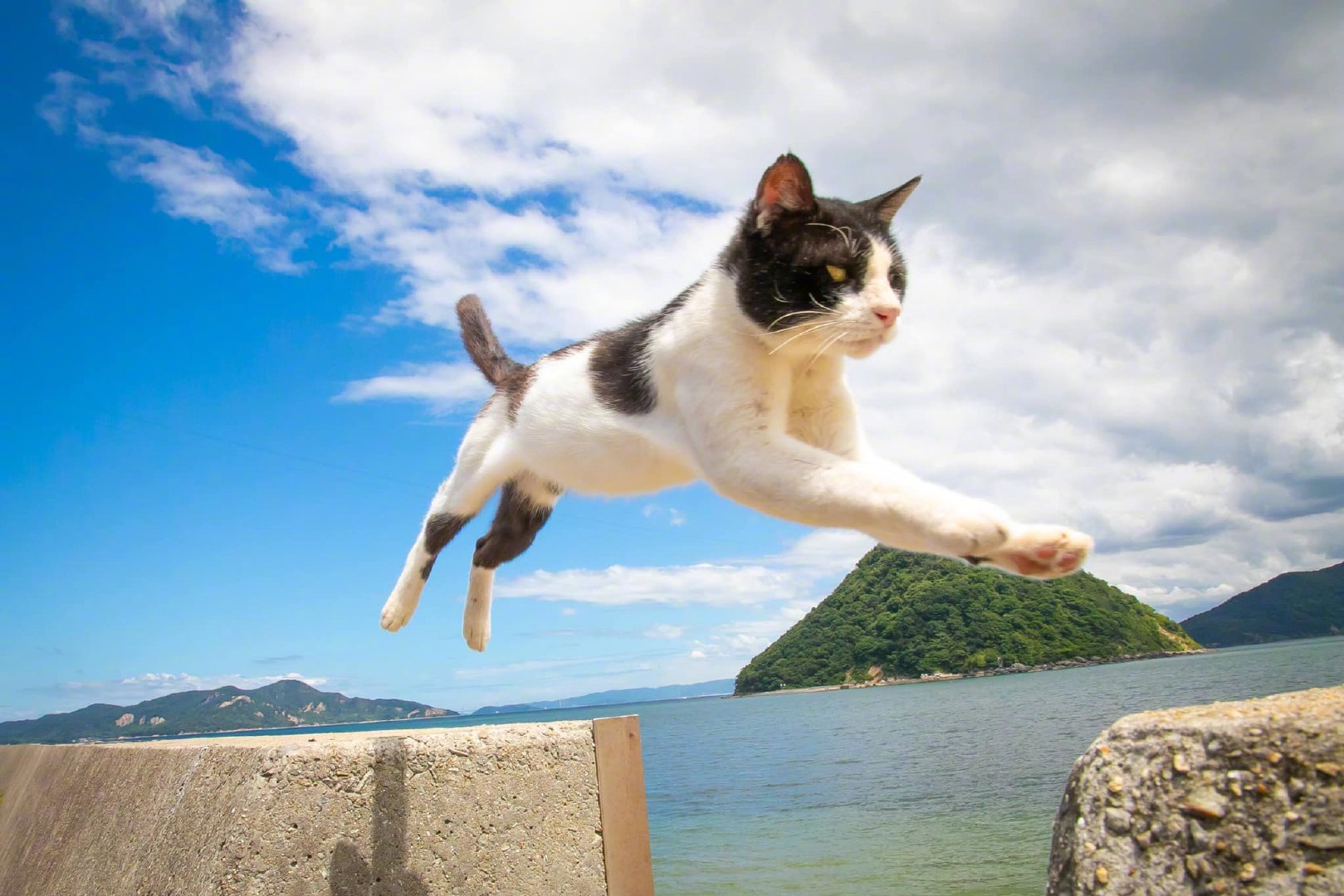 飞跃中的猫咪!by/fb/猫が好きなんだもの