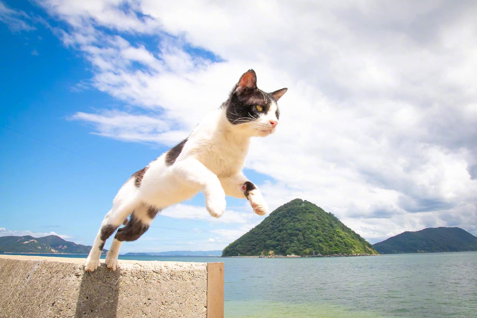 飞跃中的猫咪!by/fb/猫が好きなんだもの|猫咪|飞跃|猫_新浪新闻