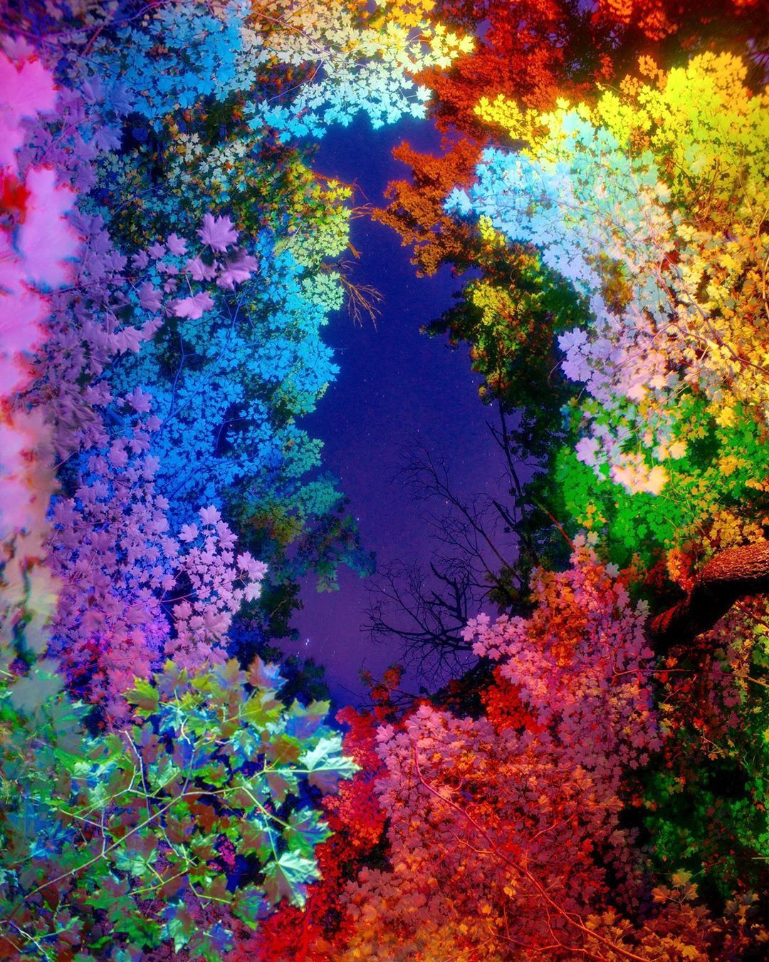 彩虹树 | daniel mercadante