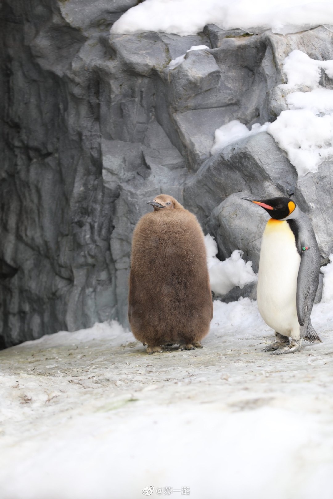 没褪毛的企鹅宝宝长这样浑身毛茸茸的像只猕猴桃