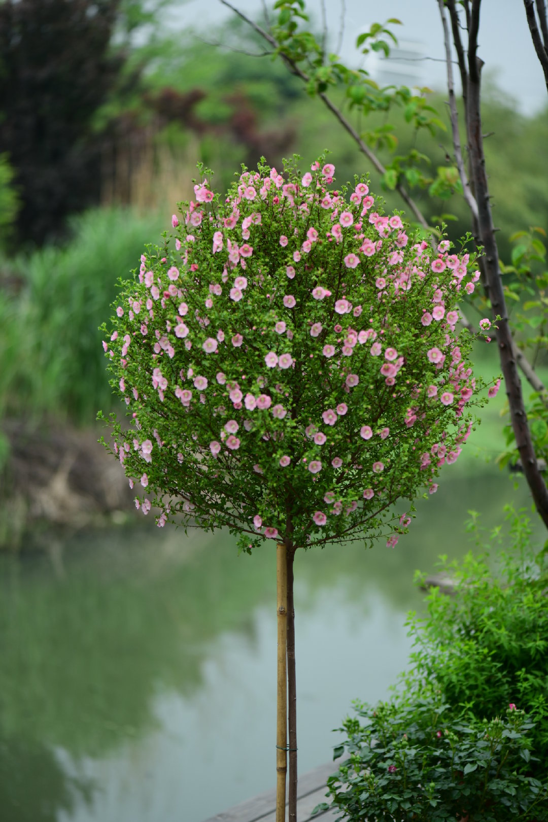 巨型棒棒糖小木槿开花了,有没有表示羡慕的