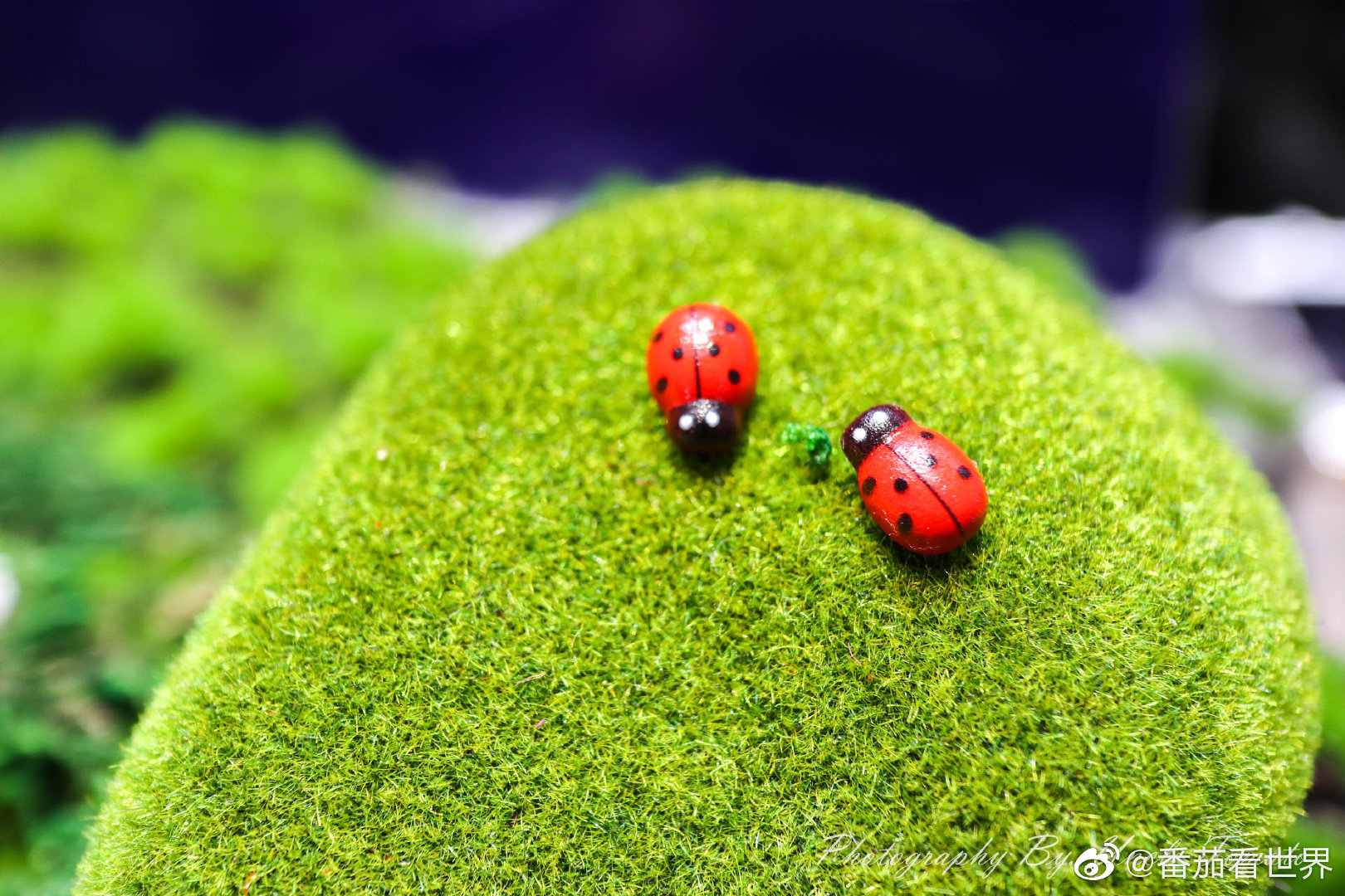 前阵子在抖音上看到的网红沙皮狗,竟然在厦门也看到了