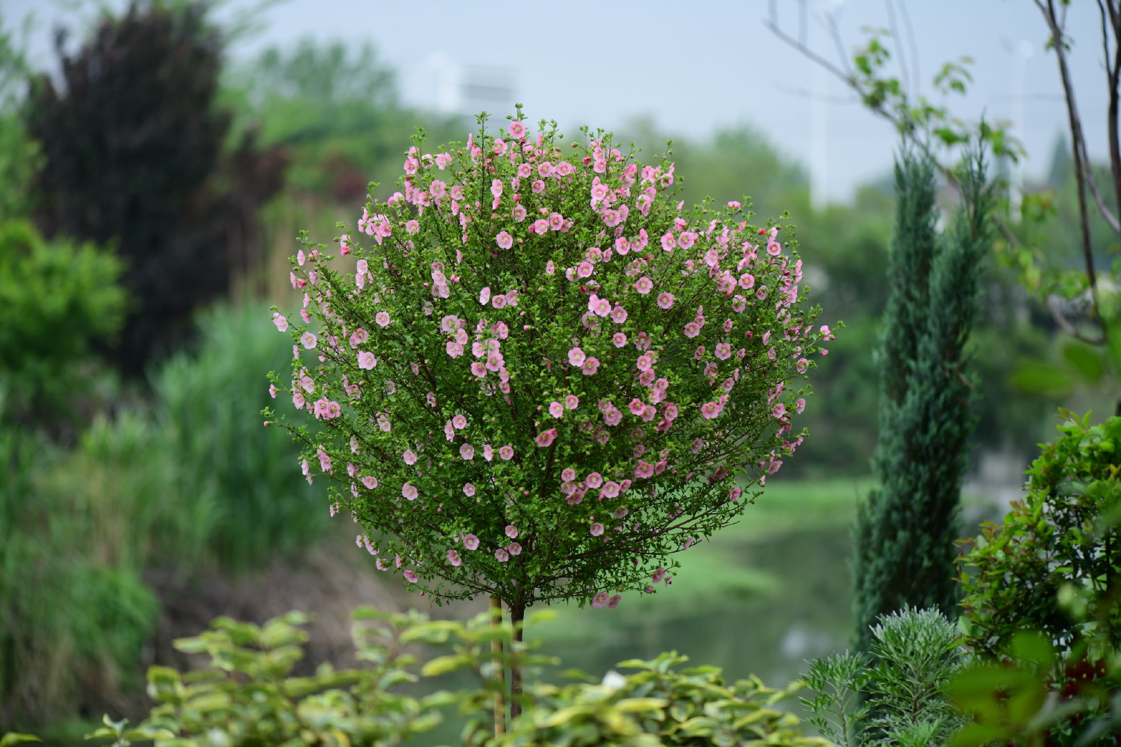 巨型棒棒糖小木槿开花了,有没有表示羡慕的