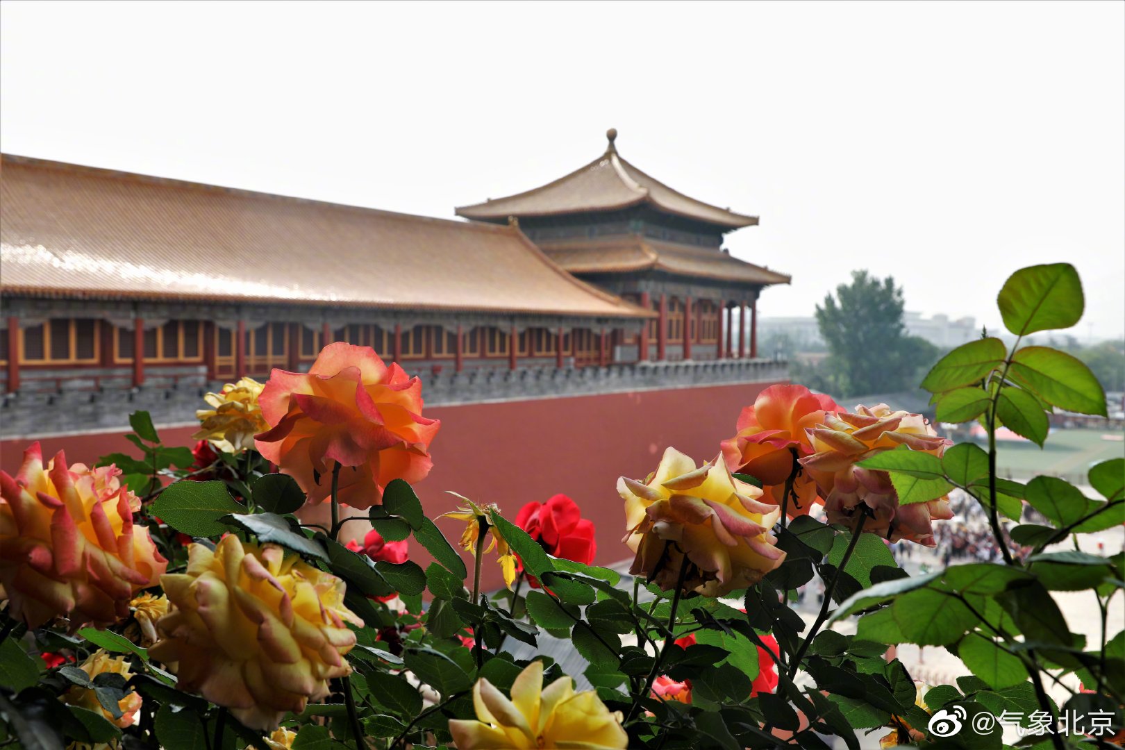 故宫博物院 在午门雁翅楼上摆放月季花