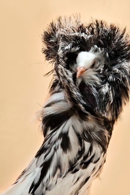 雅各宾鸽世界上最时尚最有名媛范的鸽子