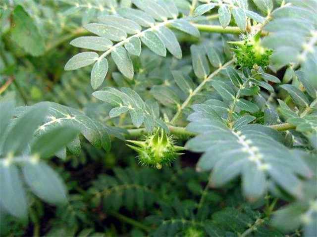 农村这个野草,在以前常常用来喂猪,现在市场上13元1斤|蒺藜|野草|农村