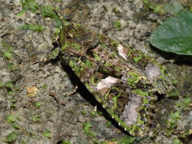 变色龙算个啥这些生物的伪装才是大师级别不信你找找一