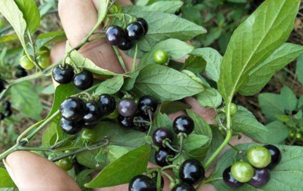 农村路边常见的野果,名字叫"黑星星",味道酸甜小时候最爱吃