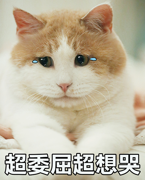 给虎子做了组表情包,今天也是委委屈屈|委委屈屈|表情包|虎子_新浪新闻