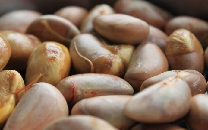 这水果, 果核比果肉还好吃, 可惜没几人知道扔掉的人悔得直拍大腿