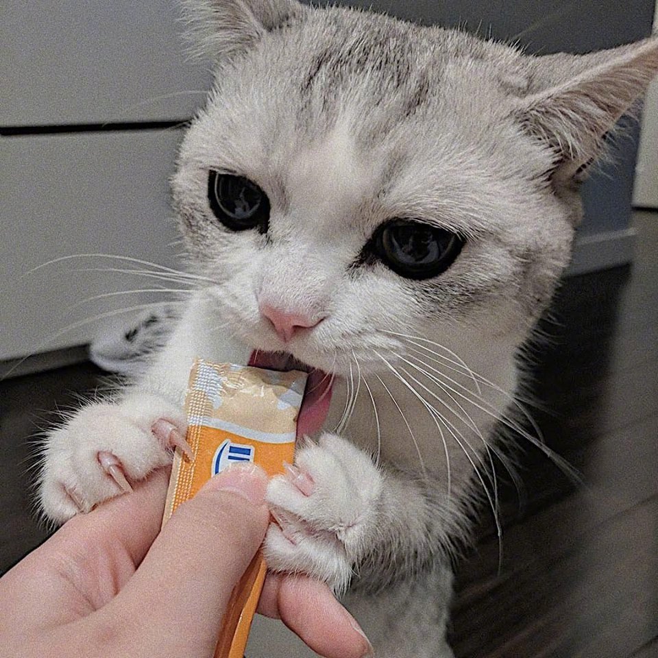 吃货猫!