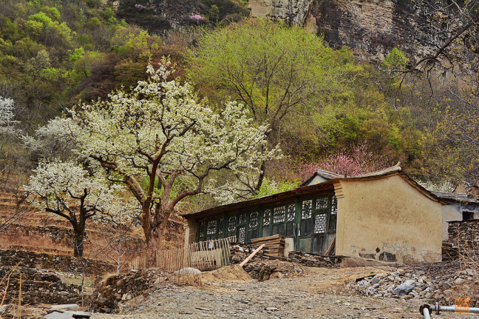 才到村口,便看到盛开的梨树,山坡上,被白雪覆盖,梯田上,梨树鳞次