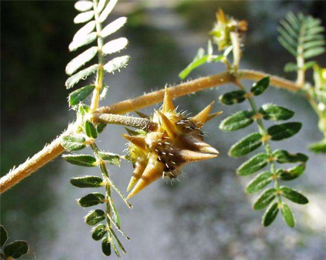 农村这个野草,在以前常常用来喂猪,现在市场上13元1斤|蒺藜|野草|农村