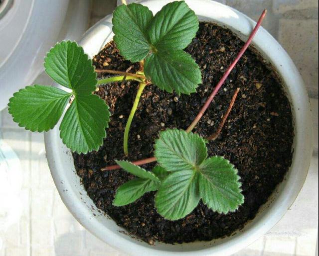 在阳台用花盆种草莓的方法喜欢的朋友可以自己试着种一些哦