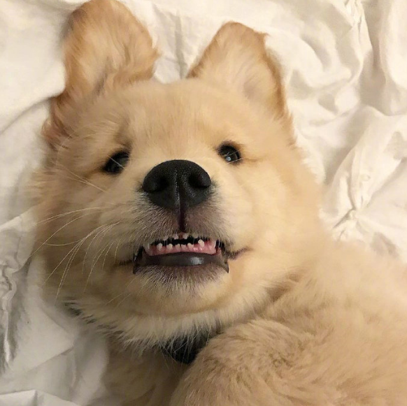 金毛从小到大都是吃可爱长大的,难怪让人爱不够!