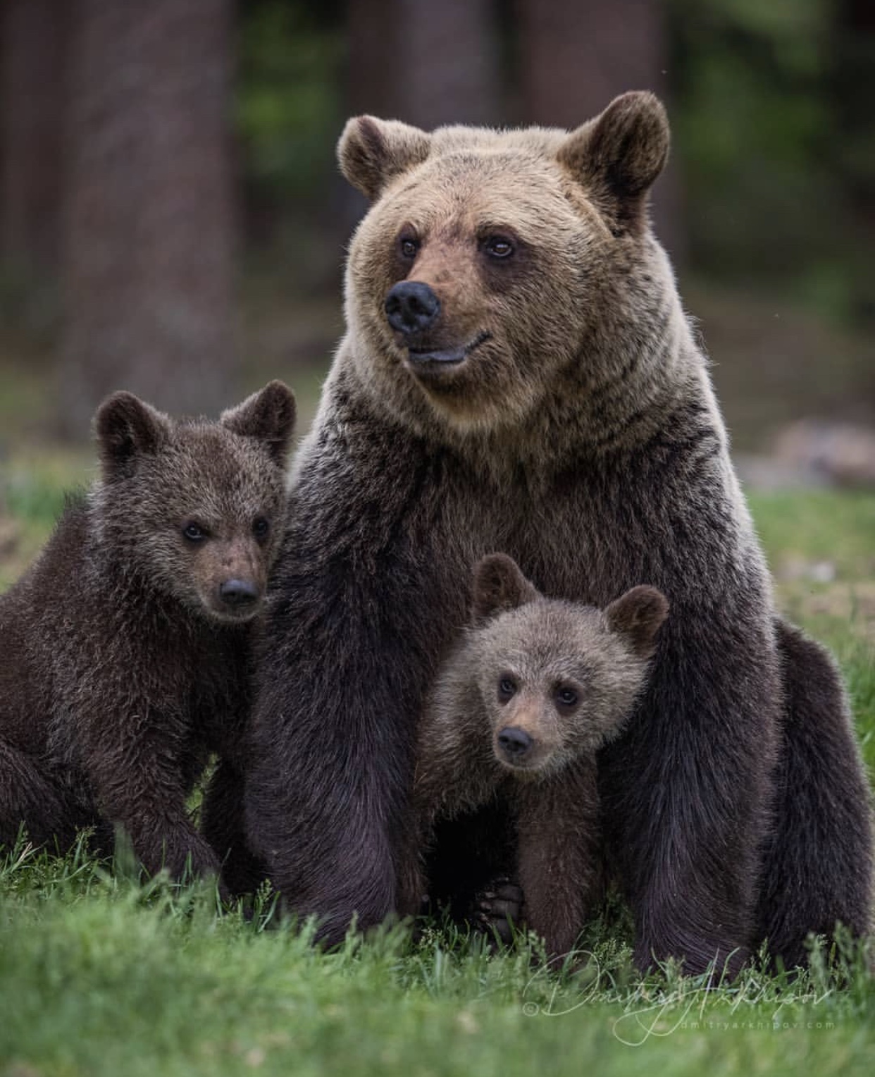arkhipov镜头下的棕熊一家 给你个眼神你自己体会|棕熊|摄影师|眼神