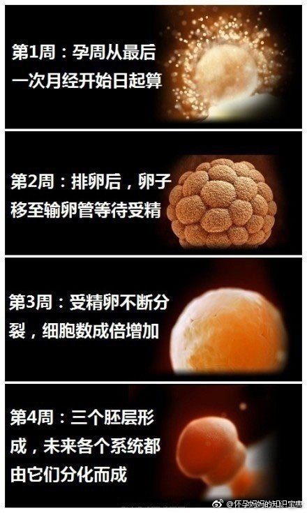 怀胎十月1-40周胎儿发育过程图,太震憾了!_新浪新闻