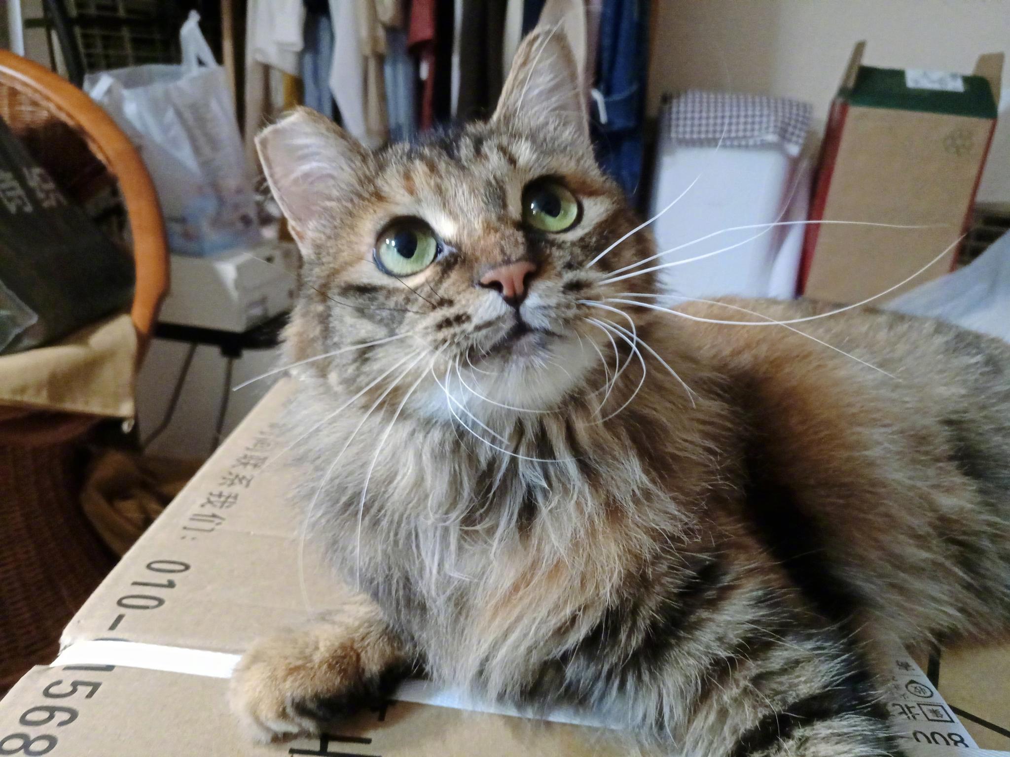 妮妮,女孩,1岁左右,绿眼睛长毛玳瑁